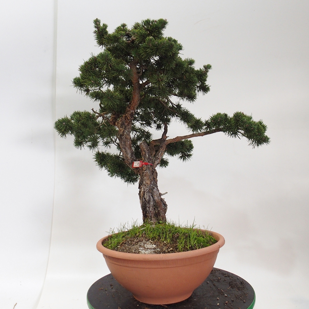 Yamadori - Pinus sylvestris Spanien