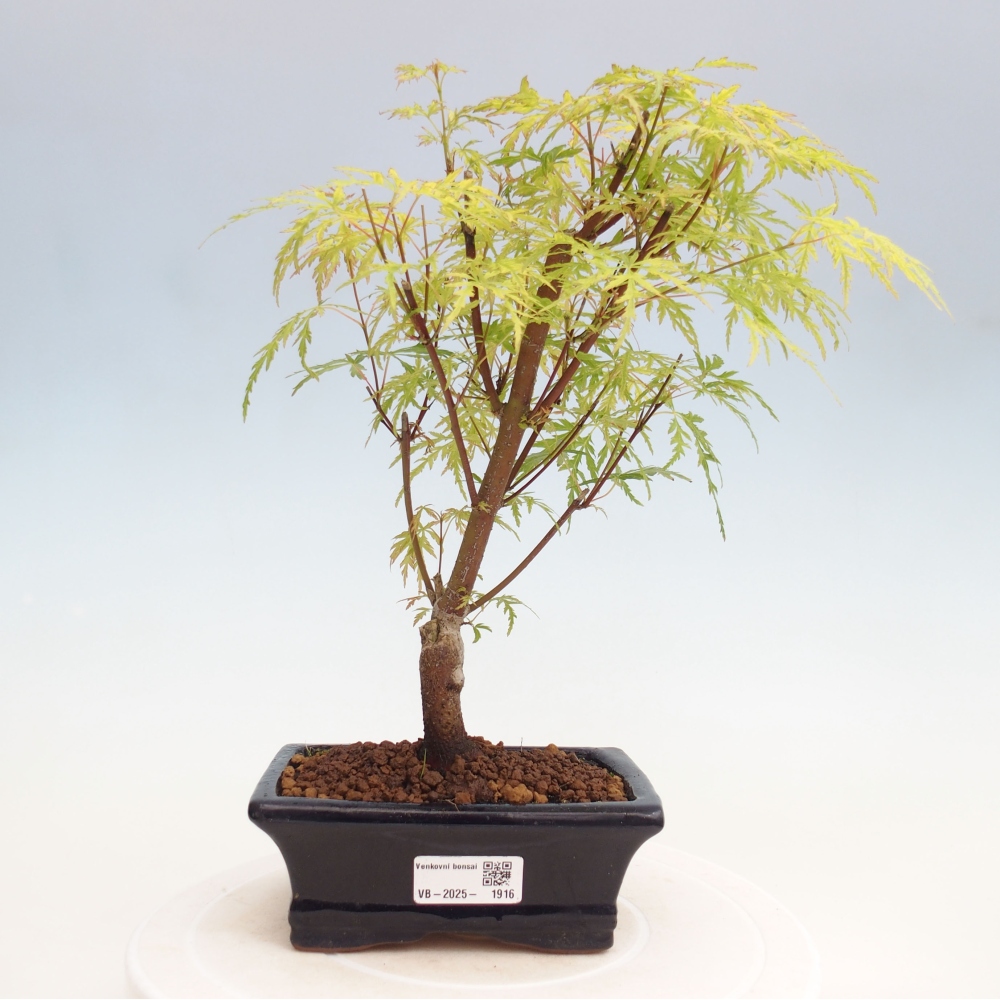 Bonsai im Freien - Acer palmatum Dissectum - japanischer Ahorn 