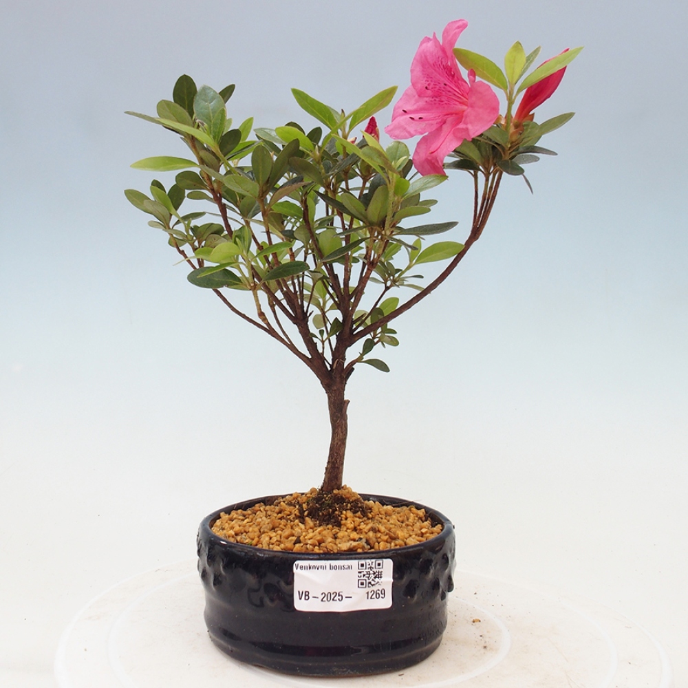 Bonsai im Freien - Japanische Azalee - Azalea sp.