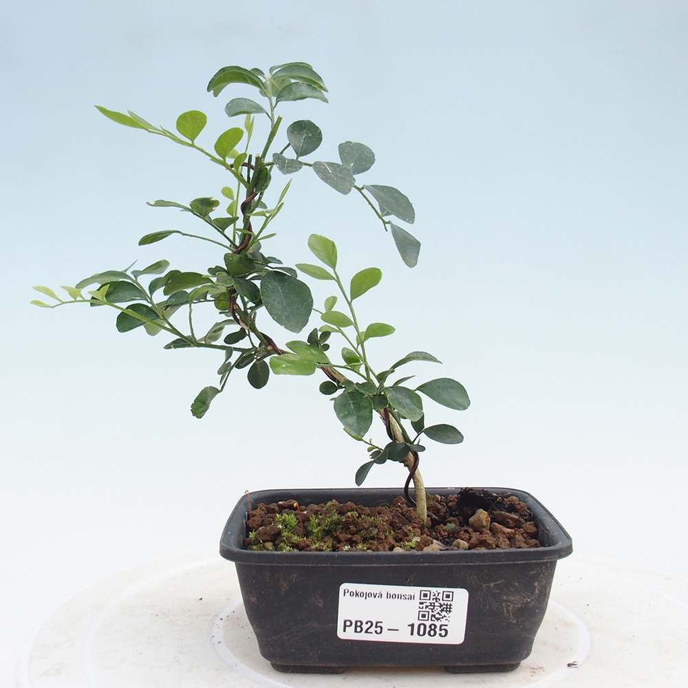 Zimmerbonsai - Muraya paniculata