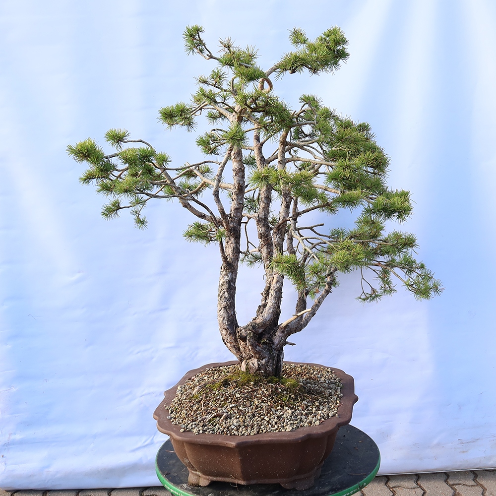 Pinus sylvestris Spanien – Waldkiefer