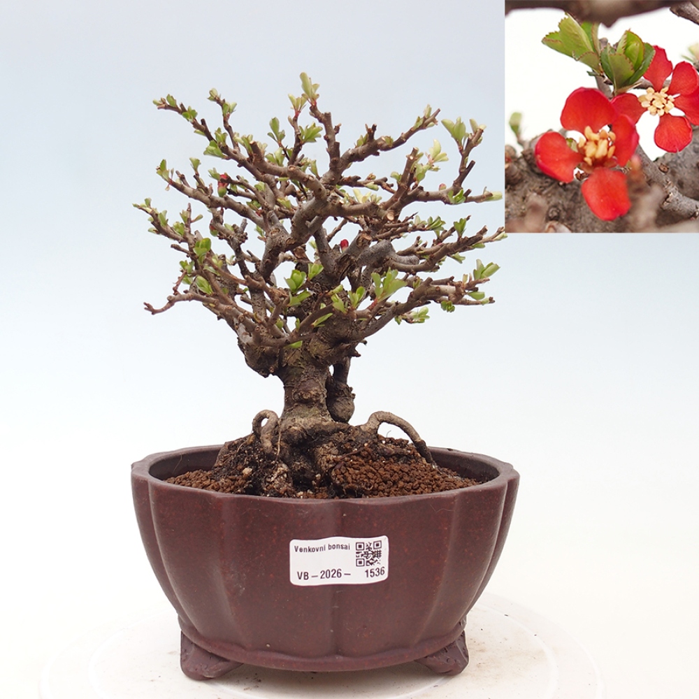 Bonsai für draußen - Chaneomeles speciosa - Quitte
