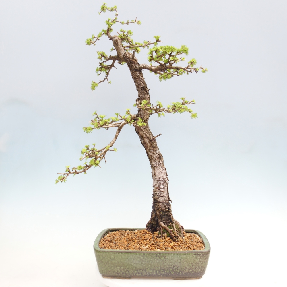 Outdoor-Bonsai -Larix decidua - Lärche - nur Palettentransport