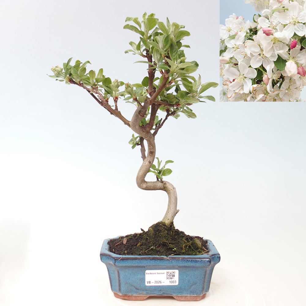 Outdoor-Bonsai -Malus halliana - Kleinfrüchtiger Apfelbaum