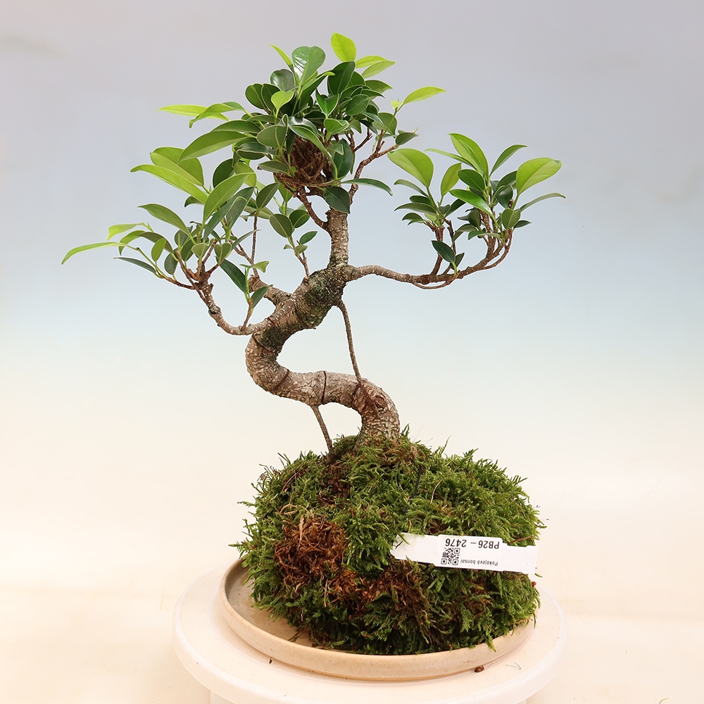 Kokedama mit Untersetzer – kleinblättriger Ficus – Ficus kimmen