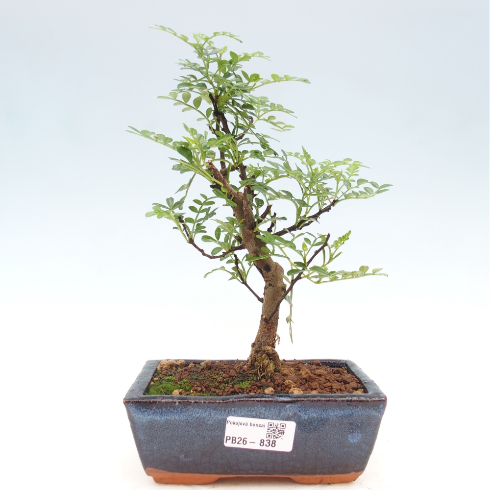 Zimmer Bonsai - Zantoxylum piperitum - Pfefferbaum