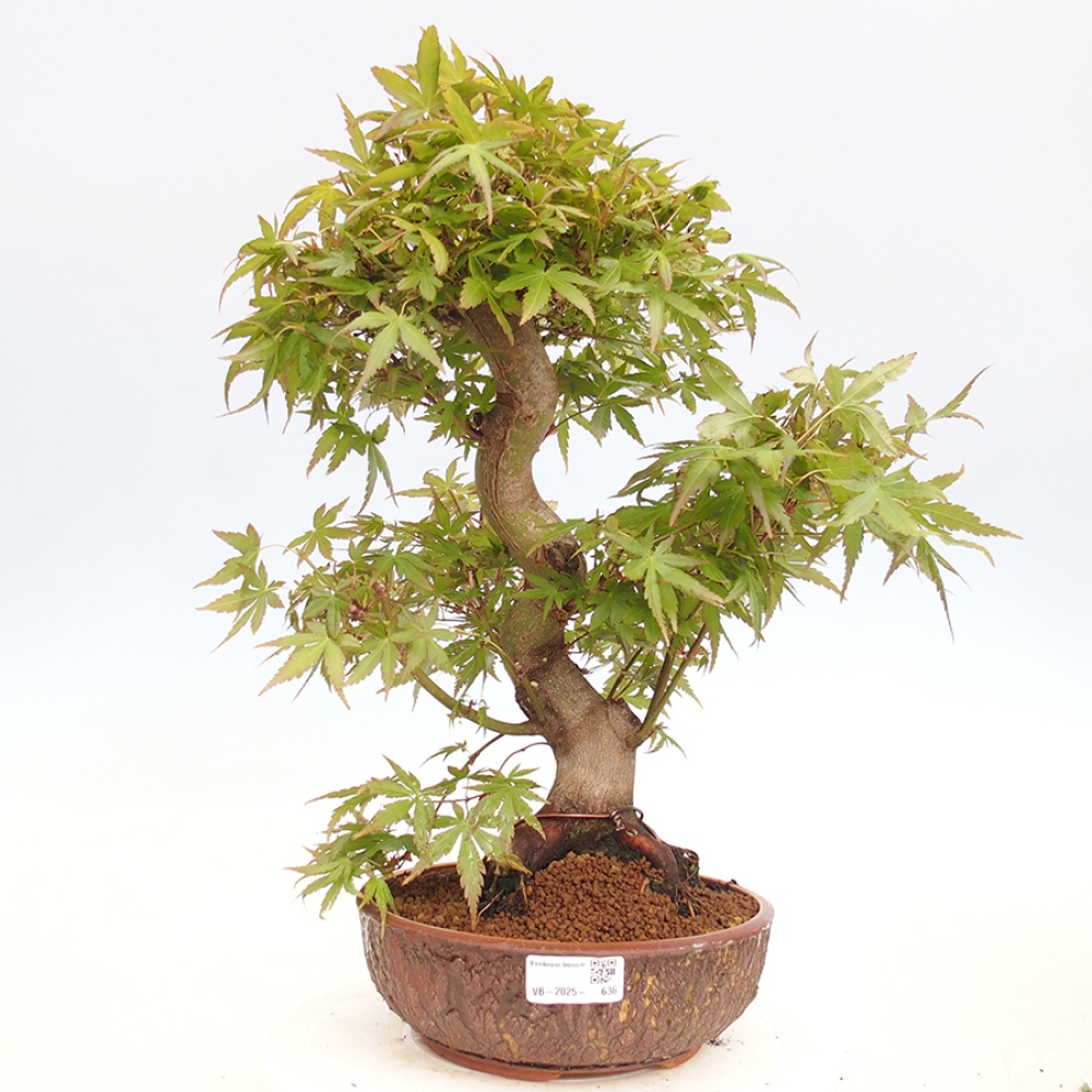 Bonsai im Freien - Acer palmatum - Auburn Ahorn