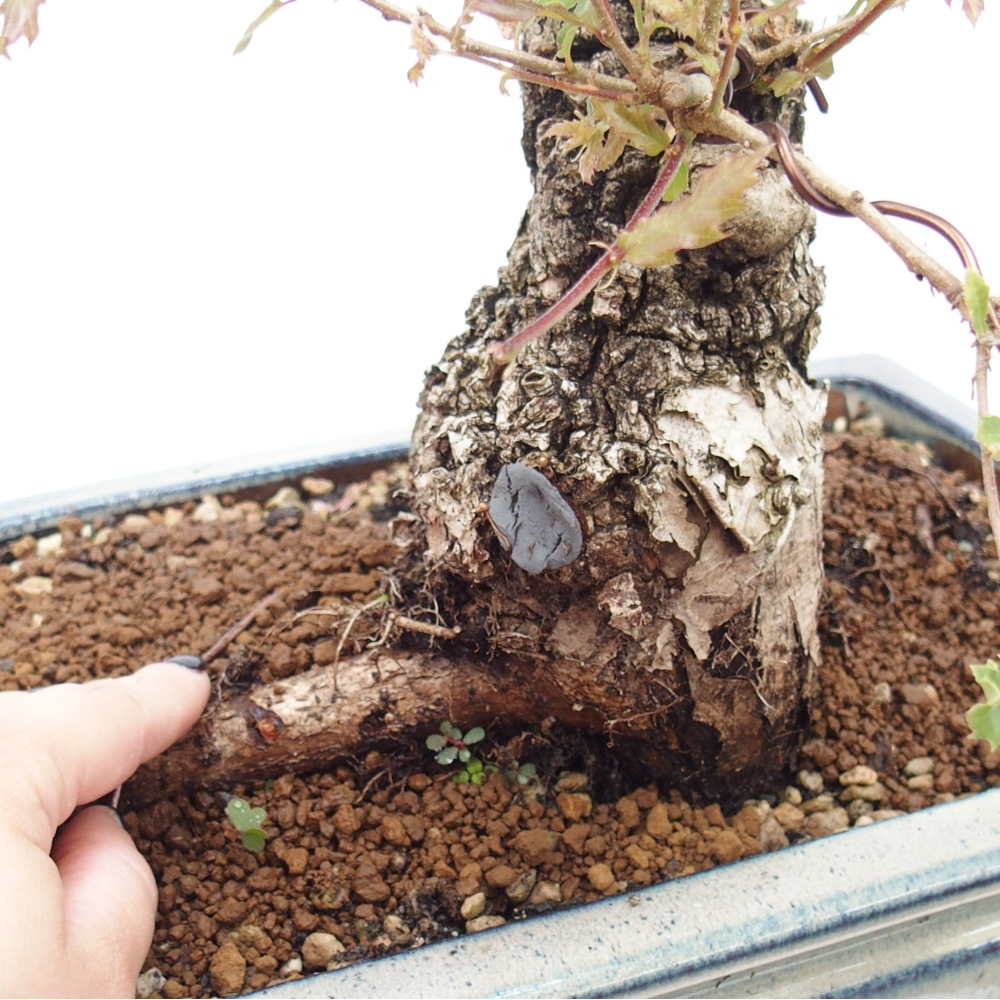 Yamadori - Quercus Ilex - Steineiche