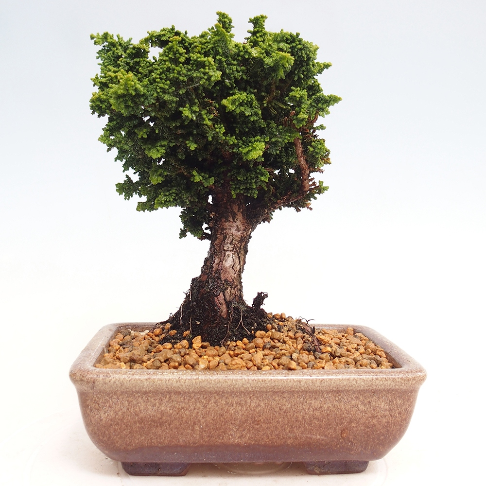 Bonsai im Freien - Cham. obtusa SEKKA HINOKI - Zypresse