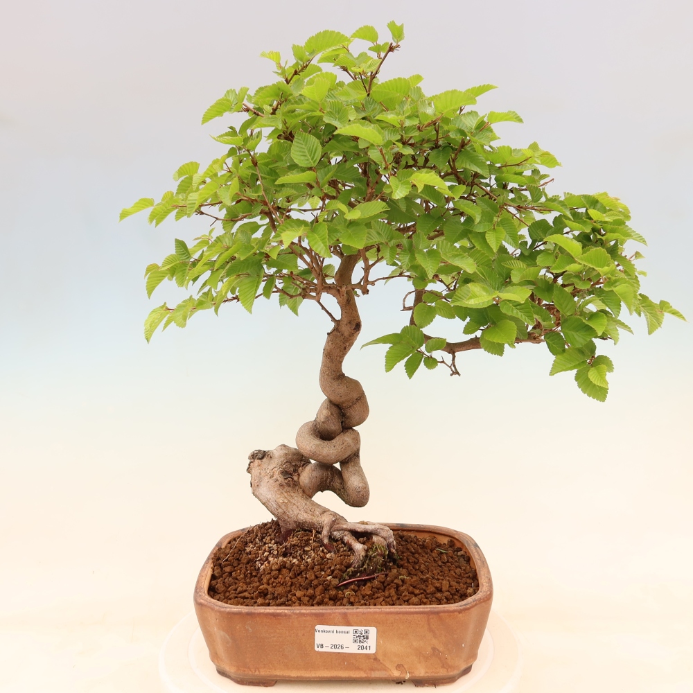 Bonsai für draußen - Karpinus Coreana - Koreanische Hainbuche