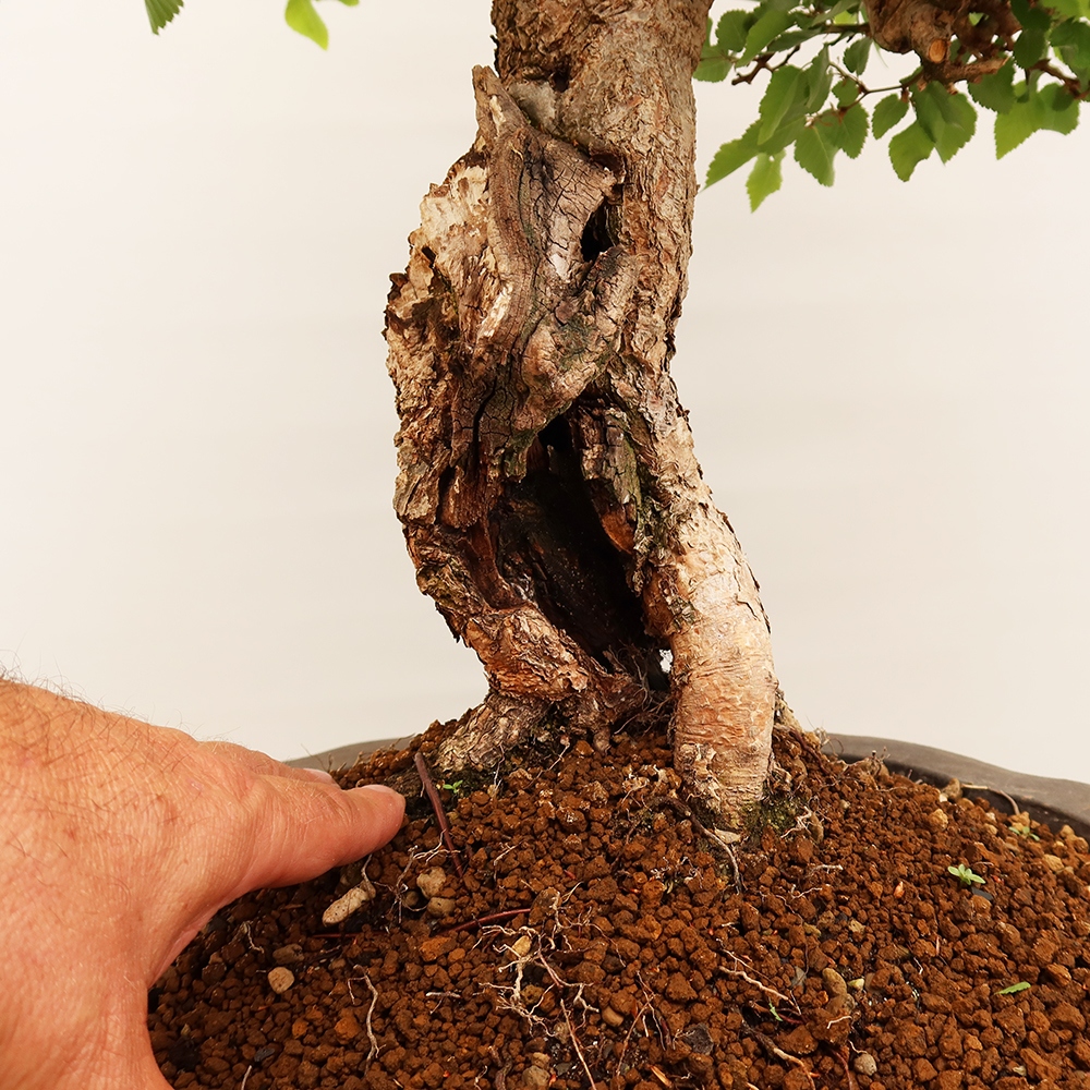 Bonsai im Freien - Carpinus Coreana - Koreanische Hainbuche