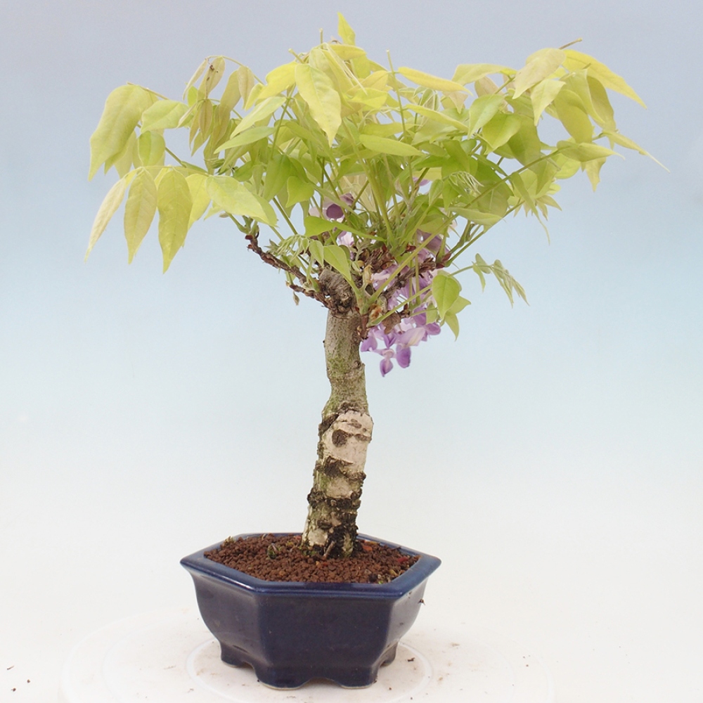 Bonsai im Freien - Wisteria floribunda - Wisteria floribunda