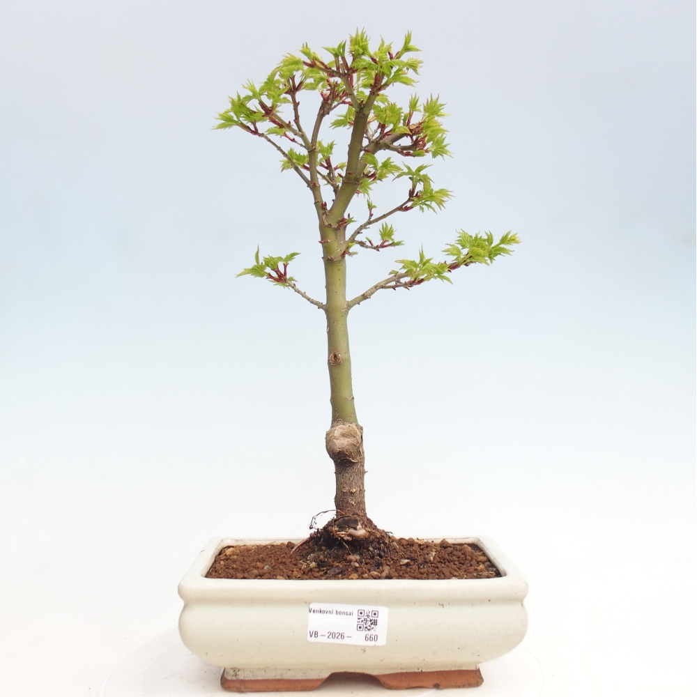 Bonsai für draußen -Javor-Palme Acer palmatum Shishigashira