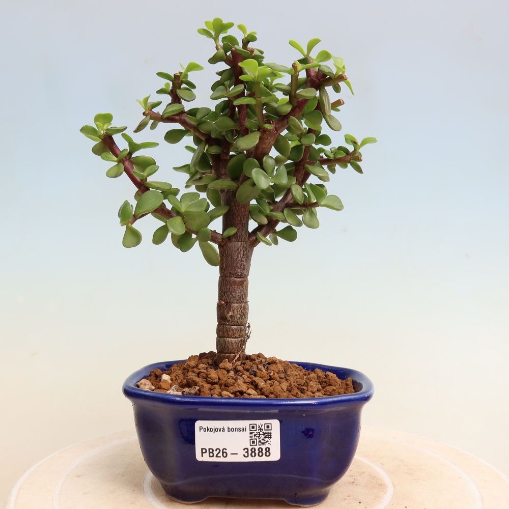 Zimmer Bonsai - Portulakaria Afra - Tlustice