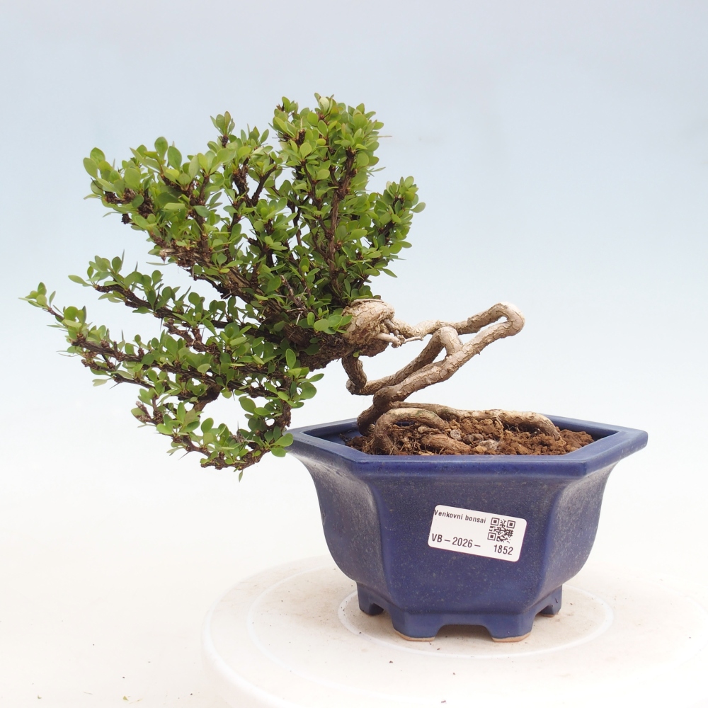 Bonsai für draußen - Berberis coreana