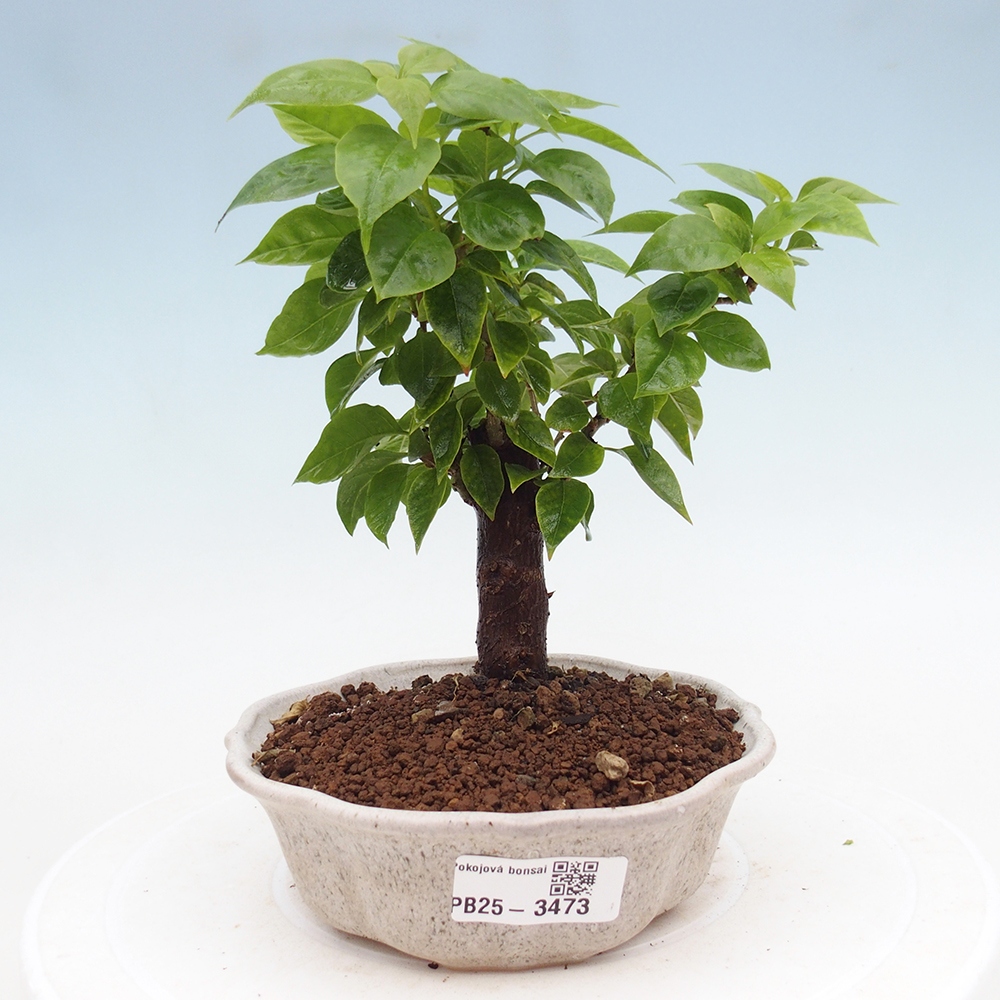 Zimmer Bonsai - Bouganwilea