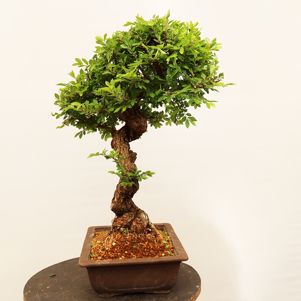 Bonsai im Freien - Zelkova - Zelkova NIRE