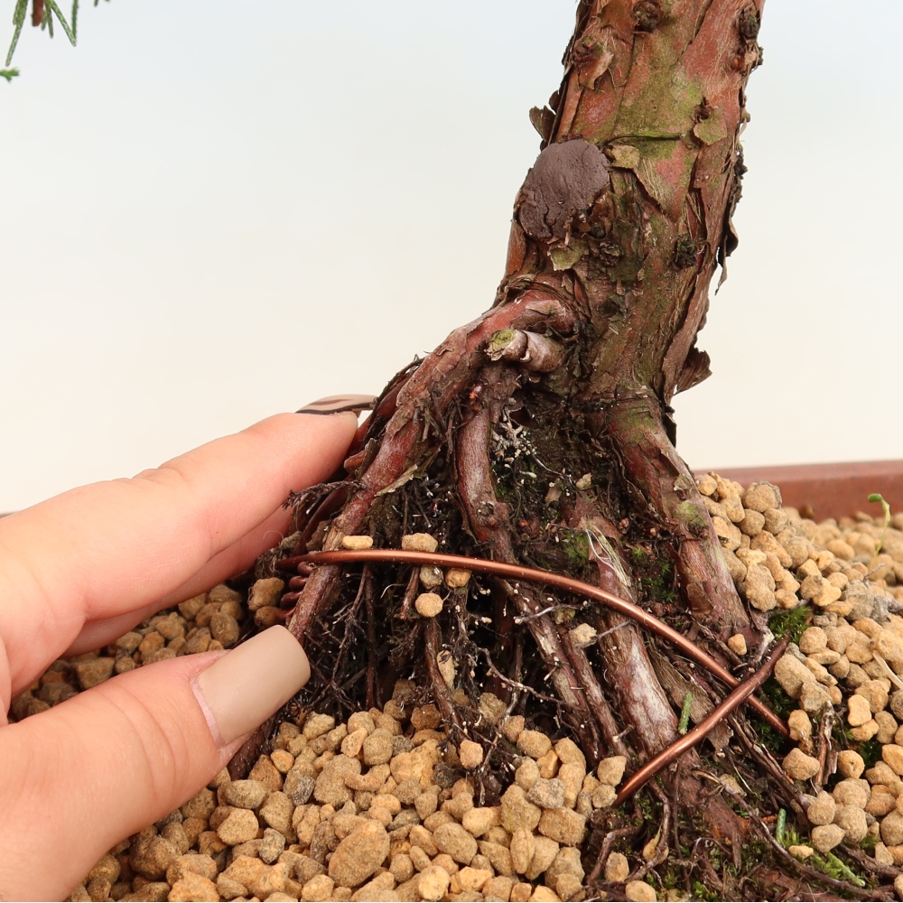 Bonsai für draußen - Juniperus chinensis Kishu