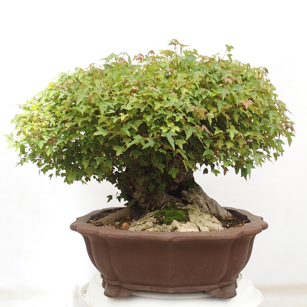 Bonsai im Freien - Ahorn Buergerianum - Burger Maple