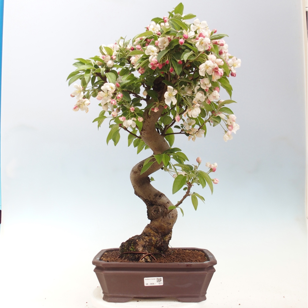 Outdoor-Bonsai -Malus halliana - Kleinfrüchtiger Apfelbaum