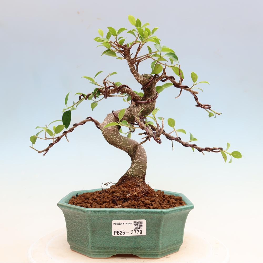 Zimmerbonsai - Ficus kimmen - Kleinblättriger Ficus