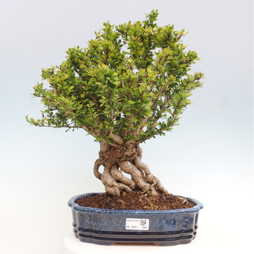 Bonsai für draußen - Berberis coreana