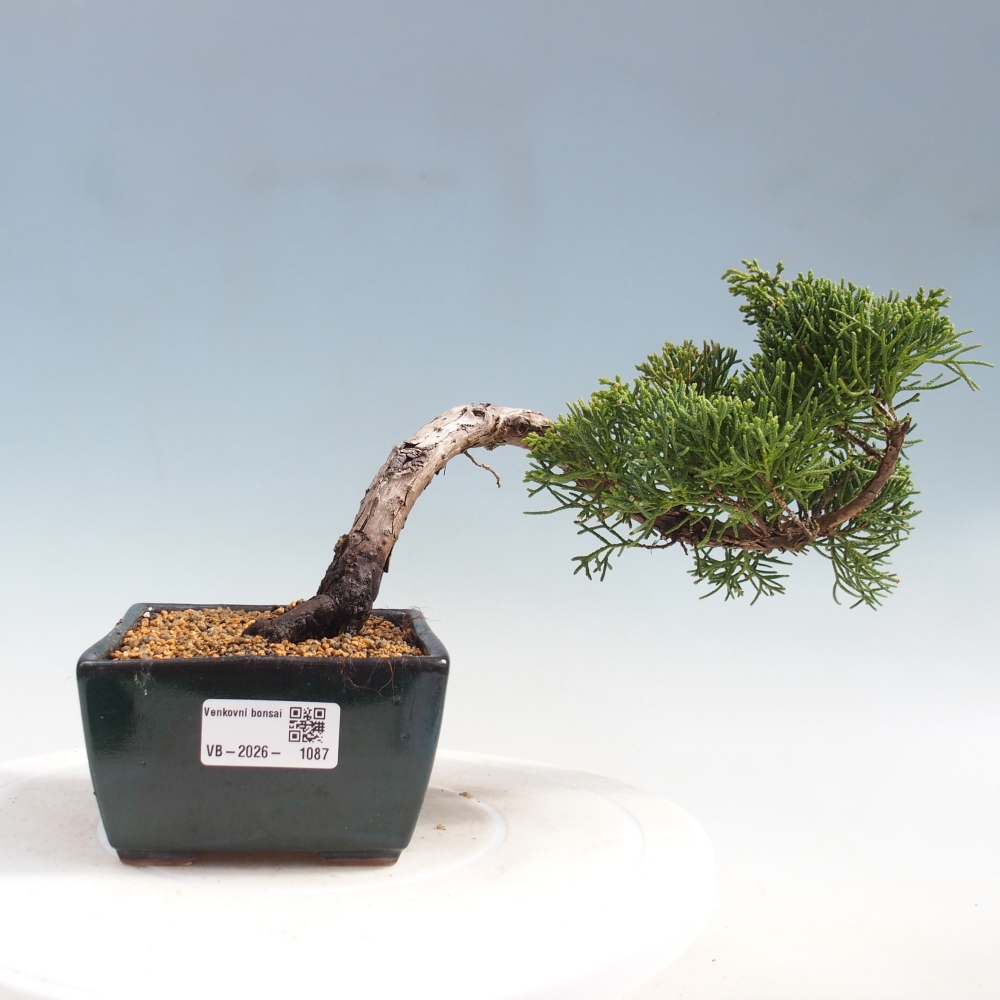 Bonsai für draußen - Juniperus chinensis Kishu