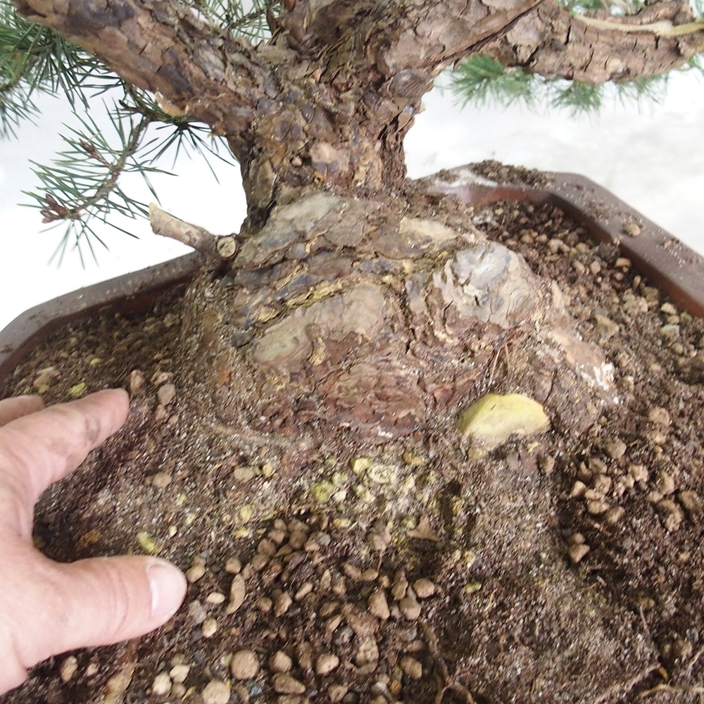 Yamadori - Pinus sylvestris 
