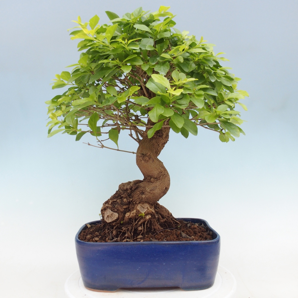Zimmerbonsai - Duranta erecta Aurea