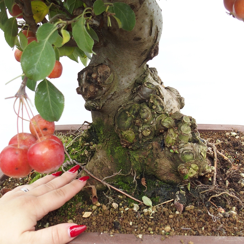 Bonsai im Freien - Malus halliana - Kleinfruchtiger Apfelbaum