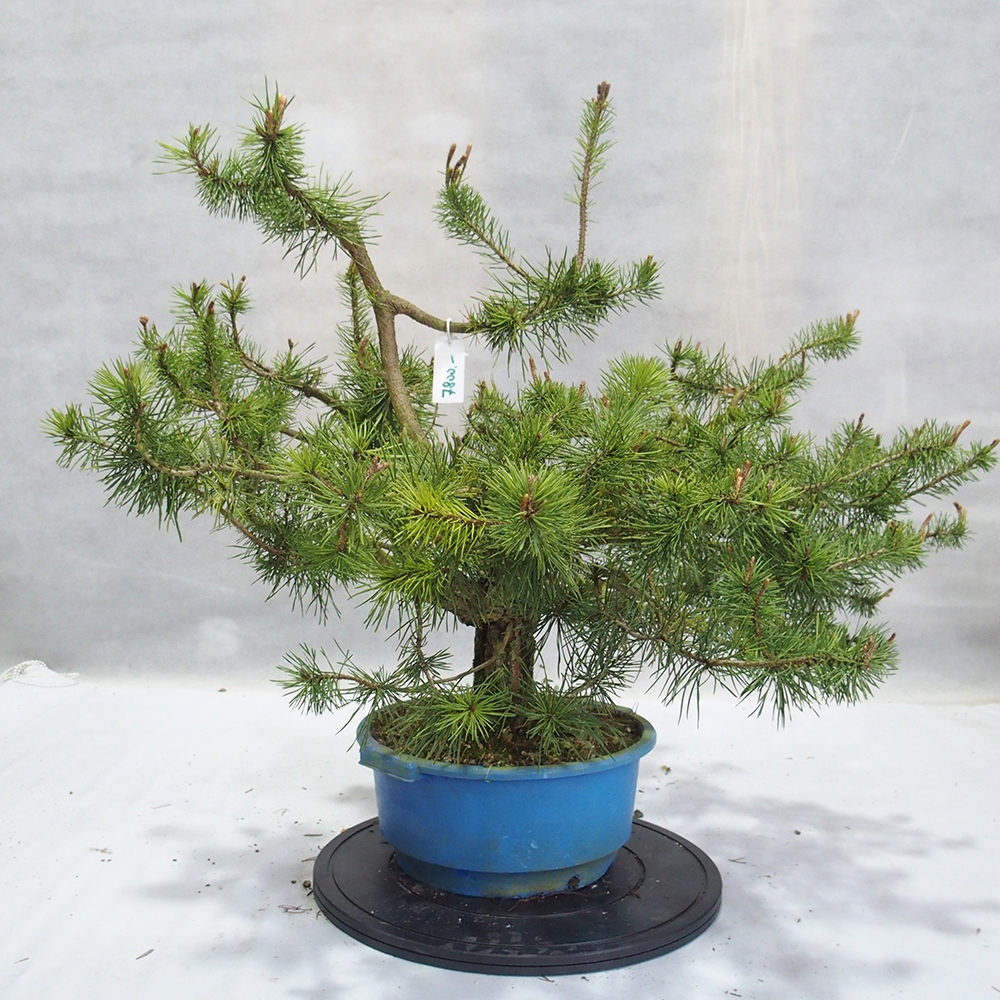 Yamadori - Pinus sylvestris 