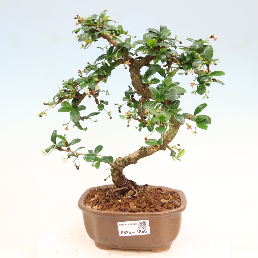 Zimmer-Bonsai - Carmona macrophylla - Tee-Fuki