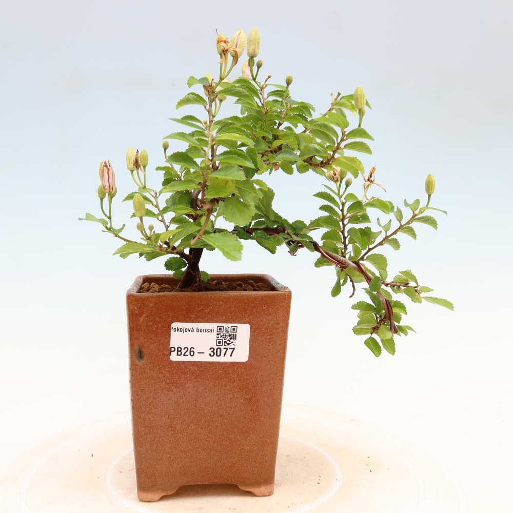 Zimmerbonsai – Grewia occidentalis – Lavendel-Sternblume