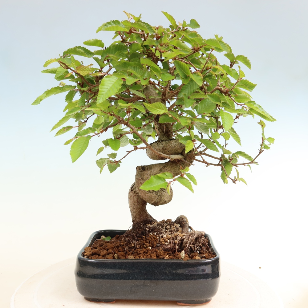 Bonsai für draußen - Karpinus Coreana - Koreanische Hainbuche