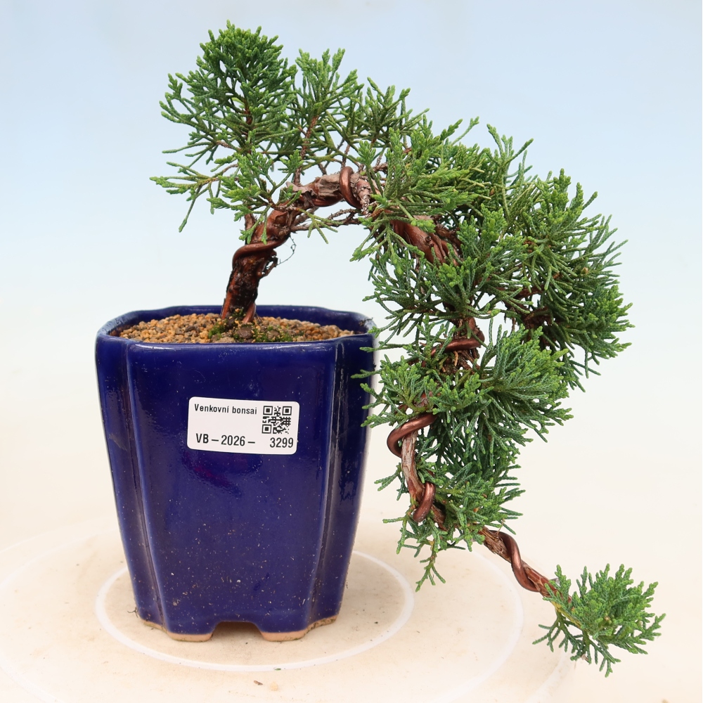 Bonsai für draußen - Juniperus chinensis Kishu