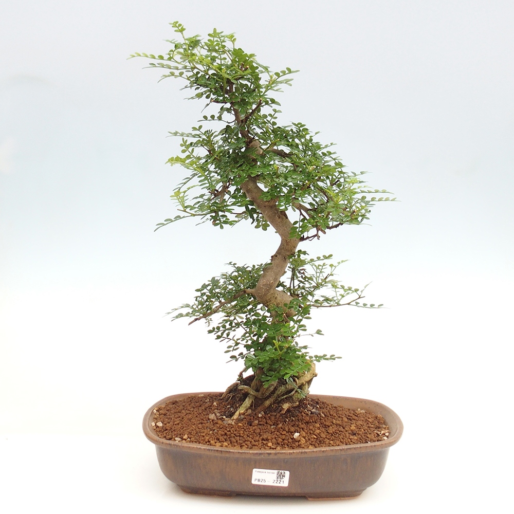 Zimmerbonsai - Zantoxylum piperitum - Pfefferminze