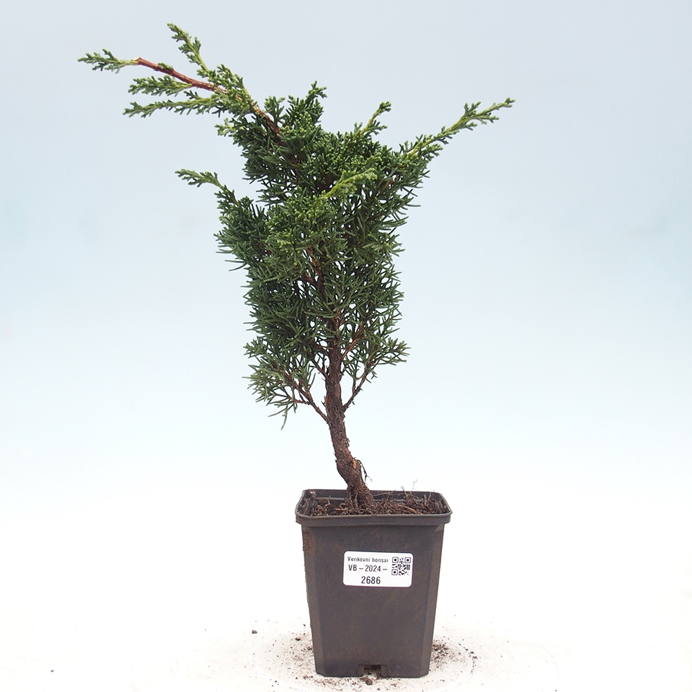 Outdoor-Bonsai - Juniperus chinensis Kishu - Chinesischer Wacholder