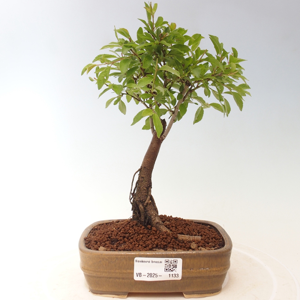 Outdoor-Bonsai - Prunus spinosa - Schwarzdorn