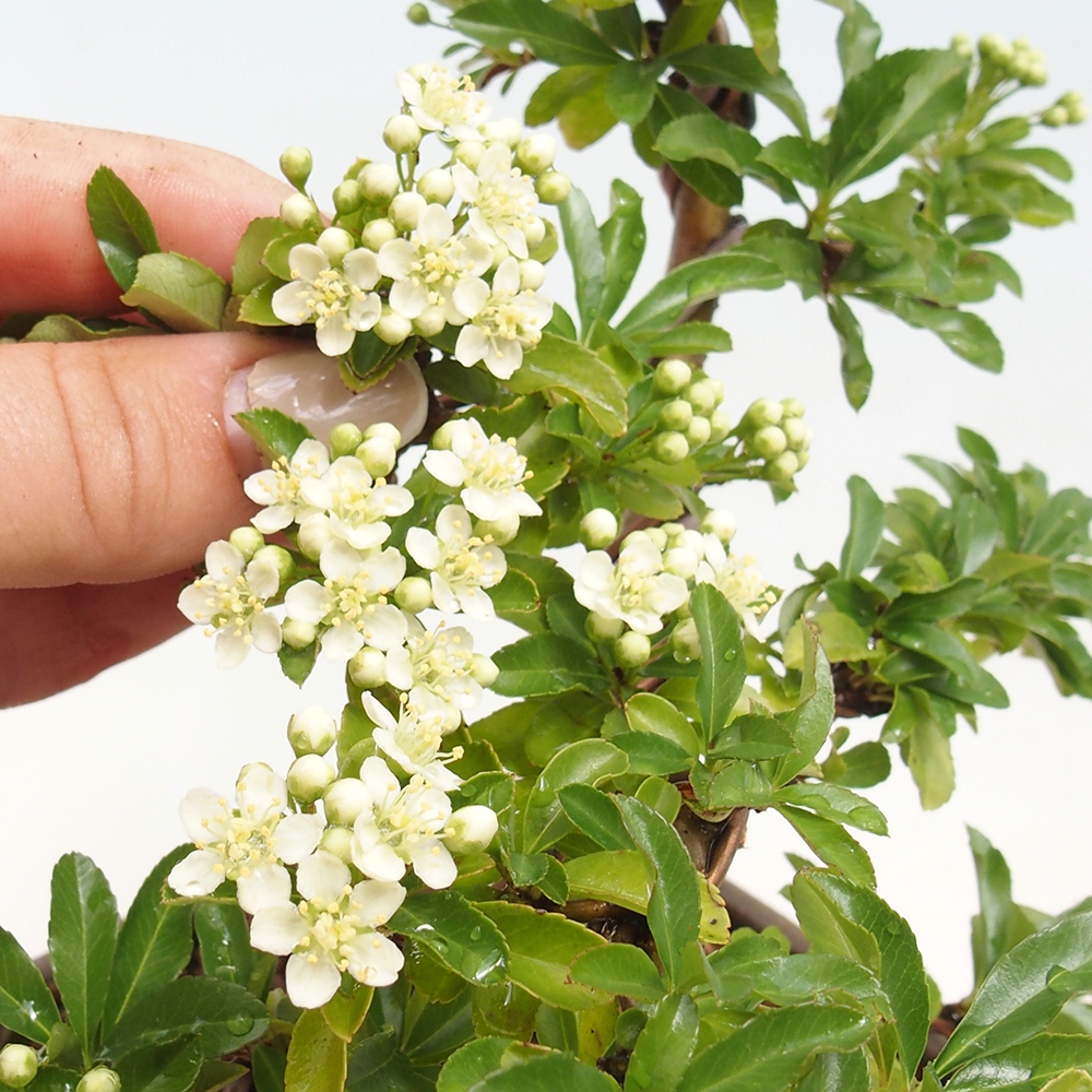 Bonsai für den Außenbereich – Pyracantha teton – Feuerdorn