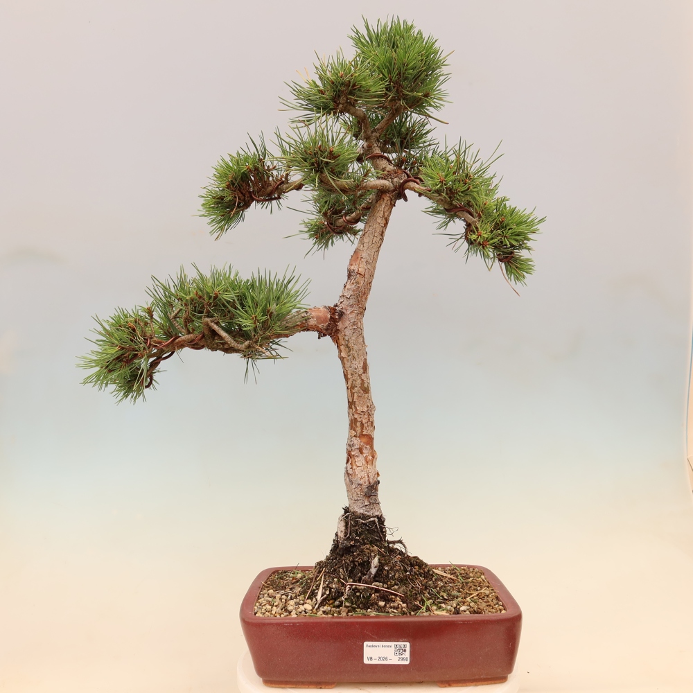 Bonsai für draußen - Pinus Sylvestris Watererri - Waldkiefer