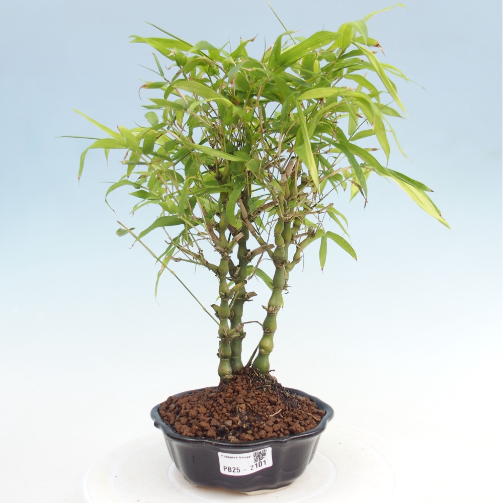 Zimmerbonsai - Bambus-Buddha-Bambus-Buddha-Bauch