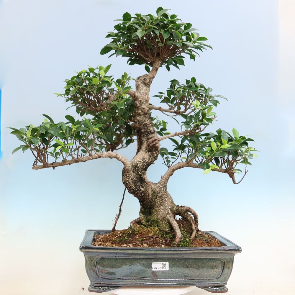 Zimmerbonsai - Ficus kimmen - Kleinblättriger Ficus