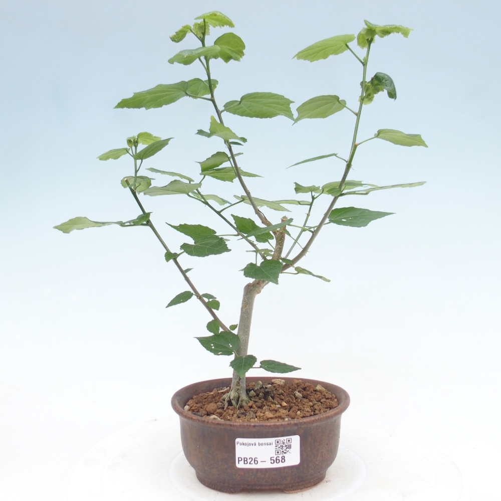 Zimmerbonsai - Malvaviscus arboreus