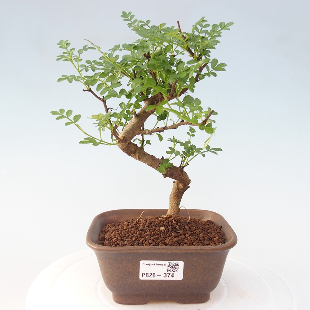 Zimmer Bonsai - Zantoxylum piperitum - Pfefferbaum