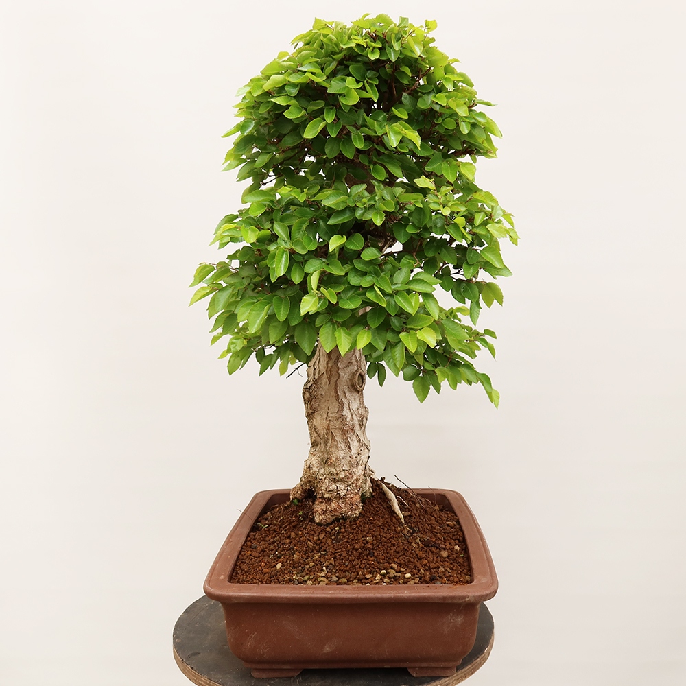 Bonsai im Freien - Carpinus Coreana - Koreanische Hainbuche