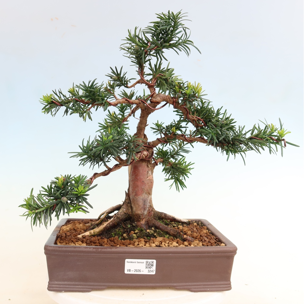 Bonsai für draußen - Taxus cuspidata - Japanische Eibe
