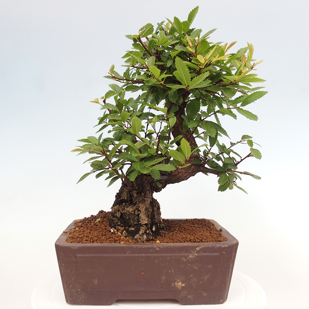 Bonsai im Freien - Zelkova - Zelkova serrata