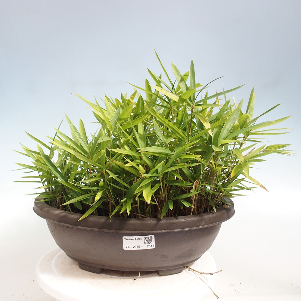 Bonsai für draußen - Pleioblastus argenteostriatus f.pumilus - Zwergbambus