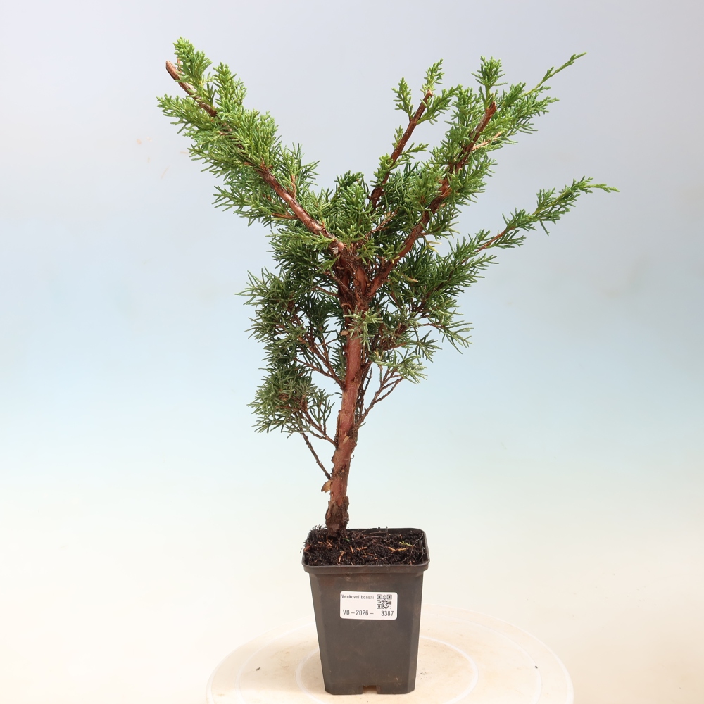 Bonsai für draußen - Juniperus chinensis Kishu
