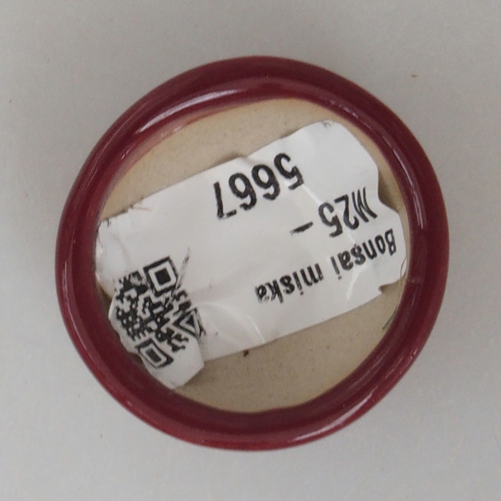 Mini-Bonsaischale 3,5 x 3,5 x 1,5  cm, Farbe Burgunder